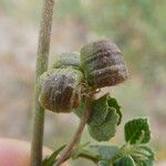 Medicago littoralis Fruit