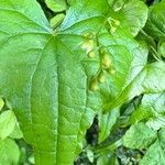 Dioscorea communis Blad