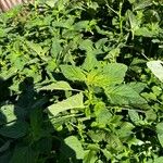 Amaranthus powellii পাতা