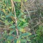 Chamaecytisus ruthenicus Leaf