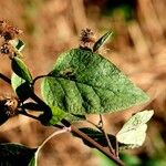 Arctium nemorosum Листок