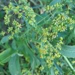 Bupleurum falcatum花