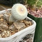 Epithelantha micromeris Blatt