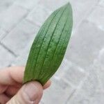 Plantago lanceolataبرگ