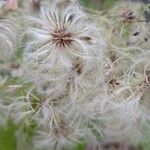 Clematis virginianaFruit