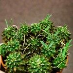 Euphorbia bupleurifolia Лист