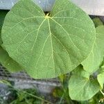 Aristolochia macrophyllaഇല