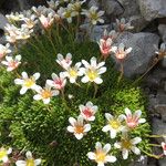 Saxifraga exarata 花