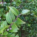 Vaccinium ovatum Leaf