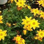 Bidens triplinervia 整株植物