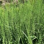 Equisetum fluviatile ഇല