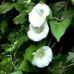 Convolvulus silvaticus Άλλα