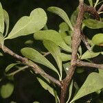 Sideroxylon obtusifolium Habit