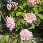 Rosa × damascena Fleur