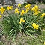 Iris barbatula Habit