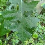 Lactuca biennis Foglia