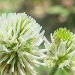 Trifolium montanum Bloem