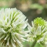 Trifolium montanum 花