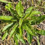 Boscia mossambicensis Hoja