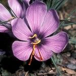 Crocus sativus Λουλούδι