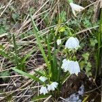 Leucojum aestivumFlower