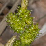 Carex demissa Kwiat
