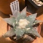 Ariocarpus kotschoubeyanus Deilen