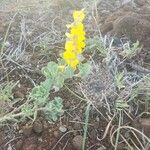 Crotalaria emarginella Hoja
