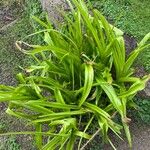 Crinum × powellii Leaf