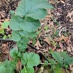 Raphanus sativus 葉