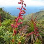 Dracophyllum ouaiemense Habitus