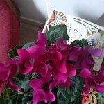 Cyclamen persicumCvet