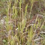 Calamagrostis pseudophragmites Hábito