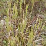 Calamagrostis pseudophragmites Plante entière