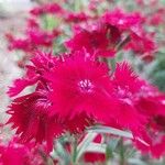 Dianthus barbatusফুল