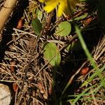 Taraxacum obovatum 葉