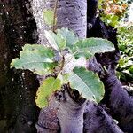 Ficus nymphaeifolia Φύλλο
