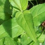 Epilobium montanum 葉