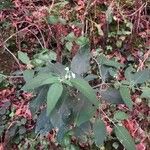 Solanum chenopodioides Foglia