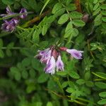 Astragalus sikkimensis Habit