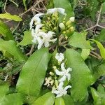Tabernaemontana stapfiana 花