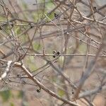 Feretia apodanthera Fruto