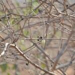 Feretia apodanthera Fruit