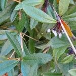 Berberis julianae Habit