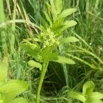 Sium latifolium Hoja