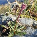 Erigeron uniflorus Συνήθη χαρακτηριστικά