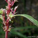 Amaranthus torreyi Žiedas