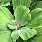 Pistia stratiotes 葉