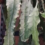 Epiphyllum phyllanthus Ліст