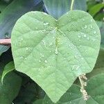 Cissampelos pareira Leaf